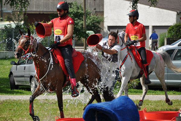 horses being washed